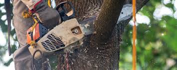 Best Utility Line Clearance  in Raymond, WI