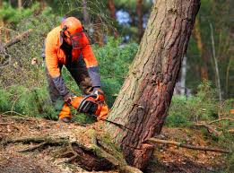 Best Aeration Services  in Raymond, WI