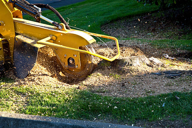 Best Landscape Design and Installation  in Raymond, WI