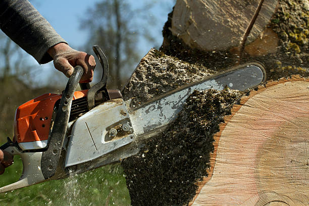 How Our Tree Care Process Works  in  Raymond, WI